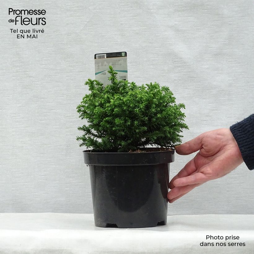 Example of Cryptomeria japonica Vilmoriniana Pot de 2L/3L as you get in printemps