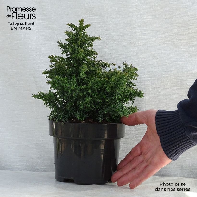 Example of Cryptomeria japonica Yokohama Pot de 2L/3L as you get in printemps
