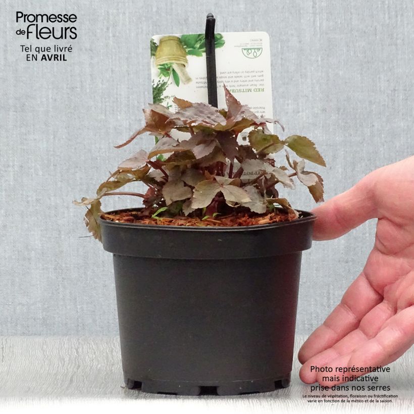 Spécimen de Cryptotaenia japonica purpurea - Persil japonais Pot de 1,5L/2L tel que livré au printemps