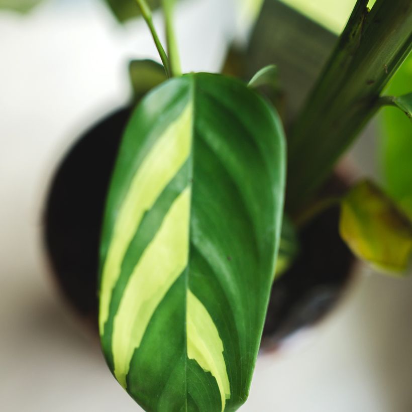 Ctenanthe Golden Mosaic (Feuillage)