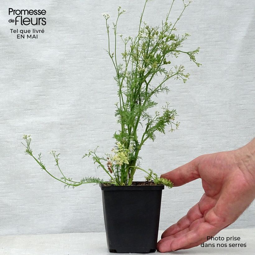 Example of Cumin des prés ou Carvi Godet de 8/9 cm as you get in printemps
