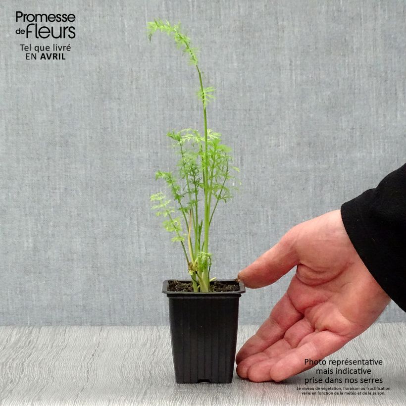 Example of Cumin des prés ou Carvi BIO Godet de 8/9 cm as you get in printemps