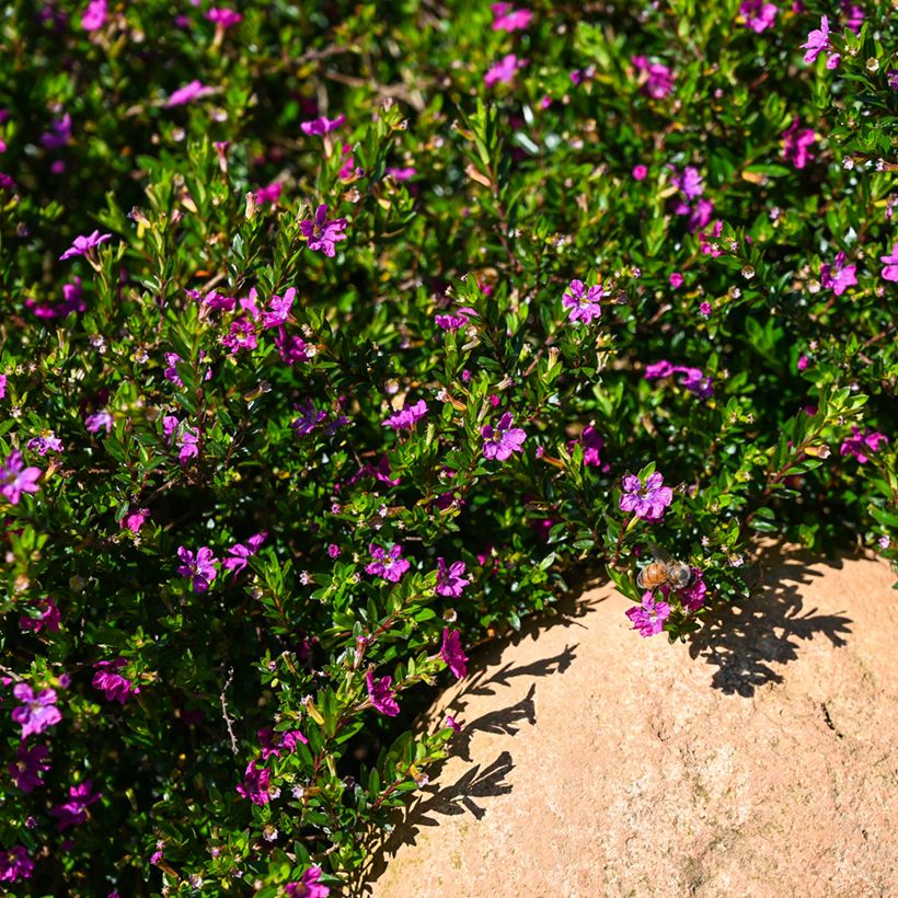 Cuphea hyssopifolia Purple - Fausse bruyère, Etoile du Mexique (Plant habit)