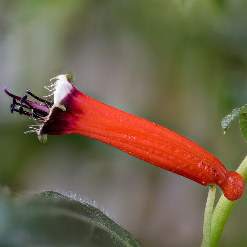 Cuphea ignea Scarlet - Plante cigarette (Flowering)