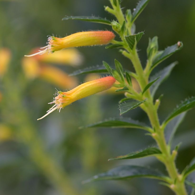 Cuphea micropetala - Plante cigarette (Flowering)