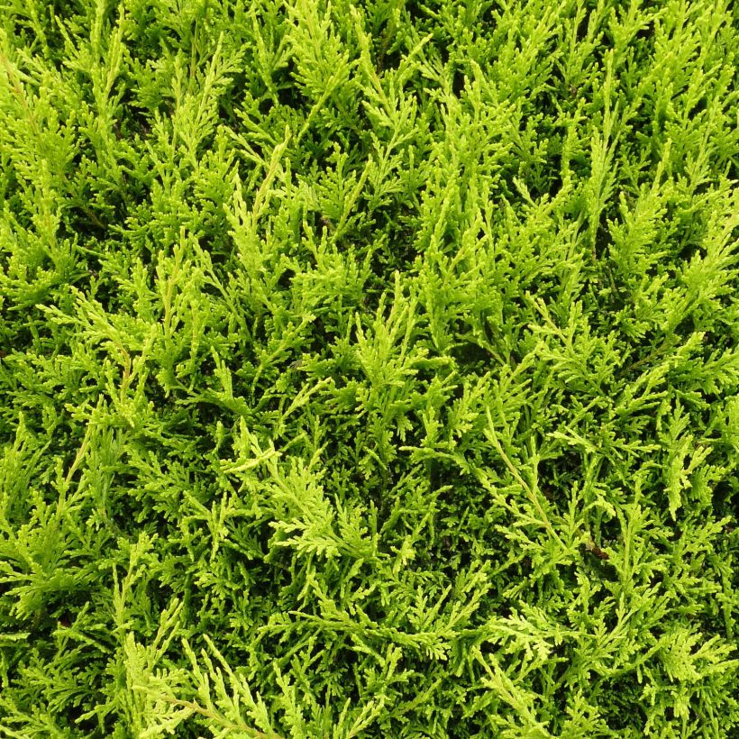 Cupressocyparis Castlewellan Gold - Cyprès de Leyland (Foliage)