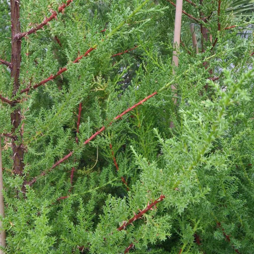 Cupressus macrocarpa - Cyprès de Lambert  (Foliage)