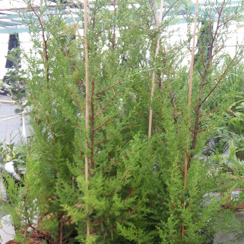 Cupressus macrocarpa - Cyprès de Lambert  (Plant habit)