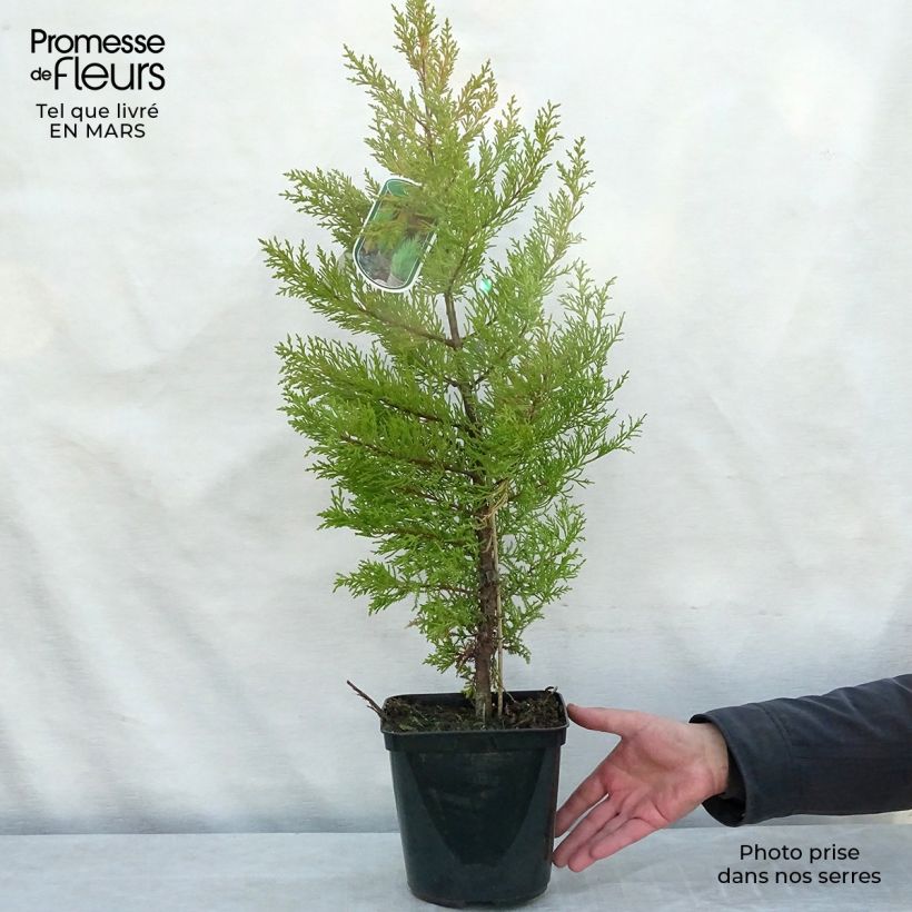 Example of Cupressus macrocarpa Goldcrest - Cyprès de Lambert Pot de 4L/5L as you get in printemps