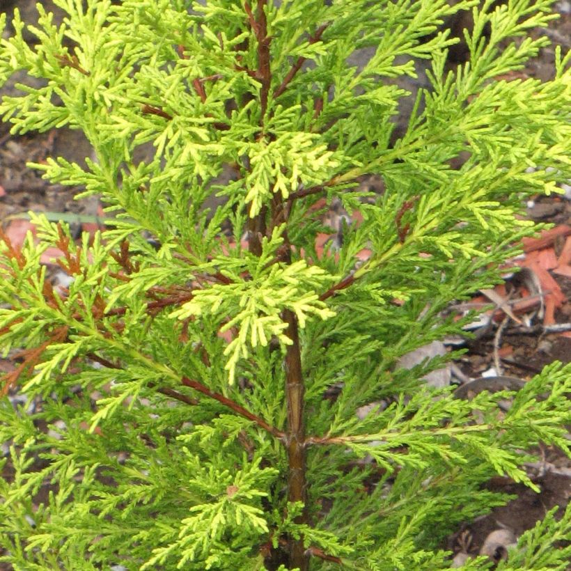 Cyprès de Lambert Wilma - Cupressus macrocarpa (Foliage)