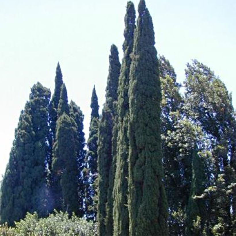 Cyprès de Provence - Cupressus sempervirens Pyramidalis (Plant habit)