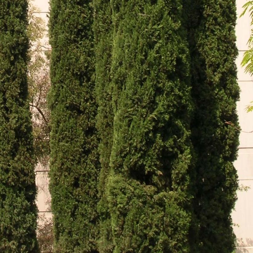 Cupressus sempervirens Stricta - Cyprès d'Italie (Foliage)