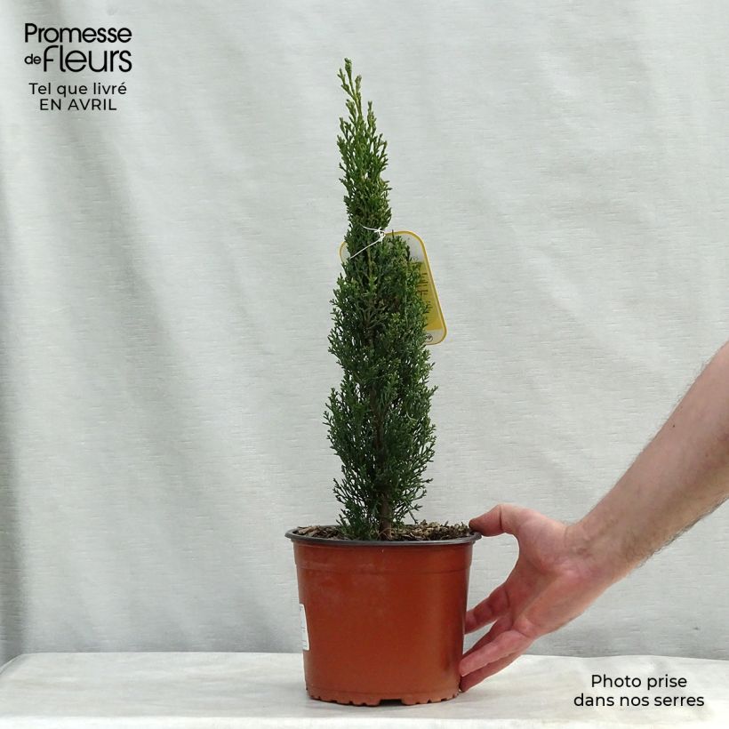 Example of Cupressus sempervirens Totem - Cyprès de Florence Pot de 2L/3L as you get in printemps