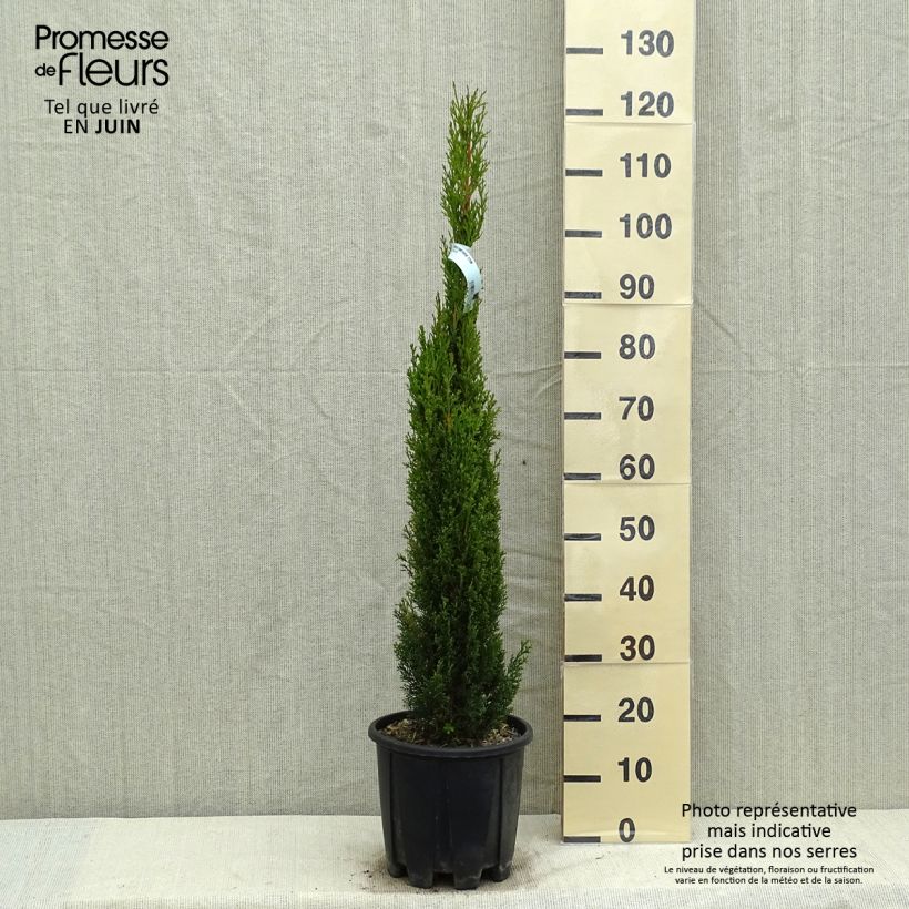 Example of Cupressus sempervirens Totem - Cyprès de Florence Pot de 7,5L/10L as you get in printemps