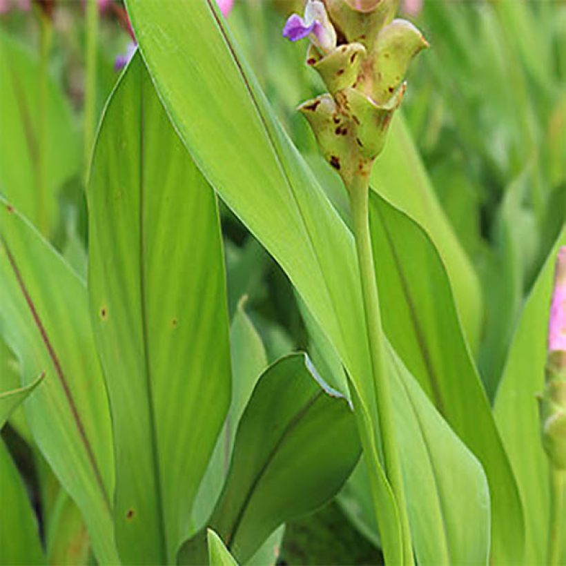 Curcuma alismatifolia Pink - Tulipe du Siam (Foliage)