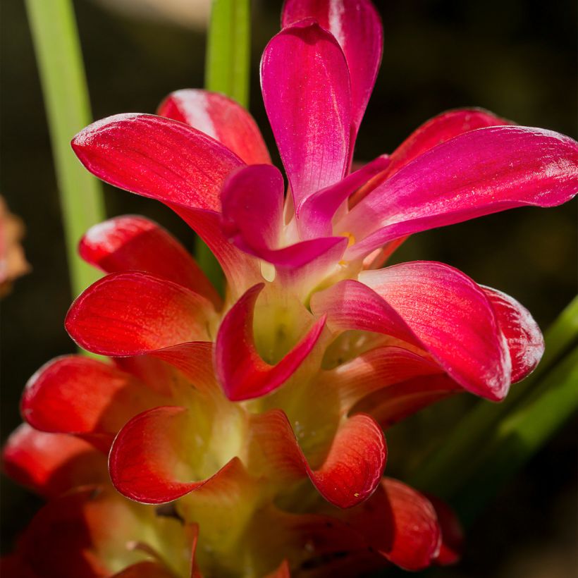 Curcuma alismatifolia Red - Tulipe taïlandaise (Flowering)