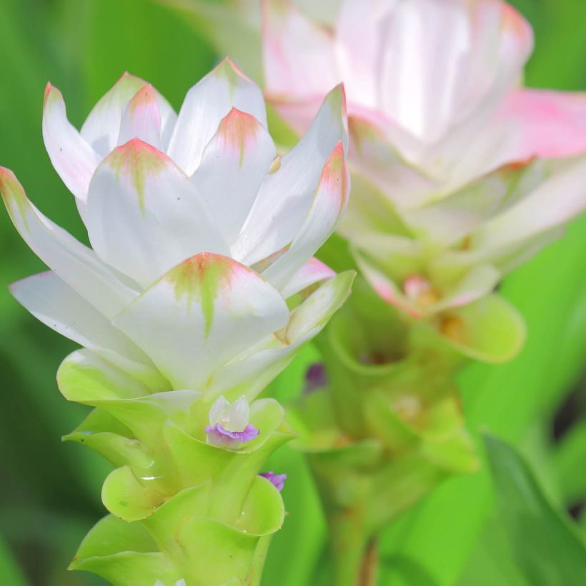 Curcuma alismatifolia White - Tulipe du Siam (Flowering)