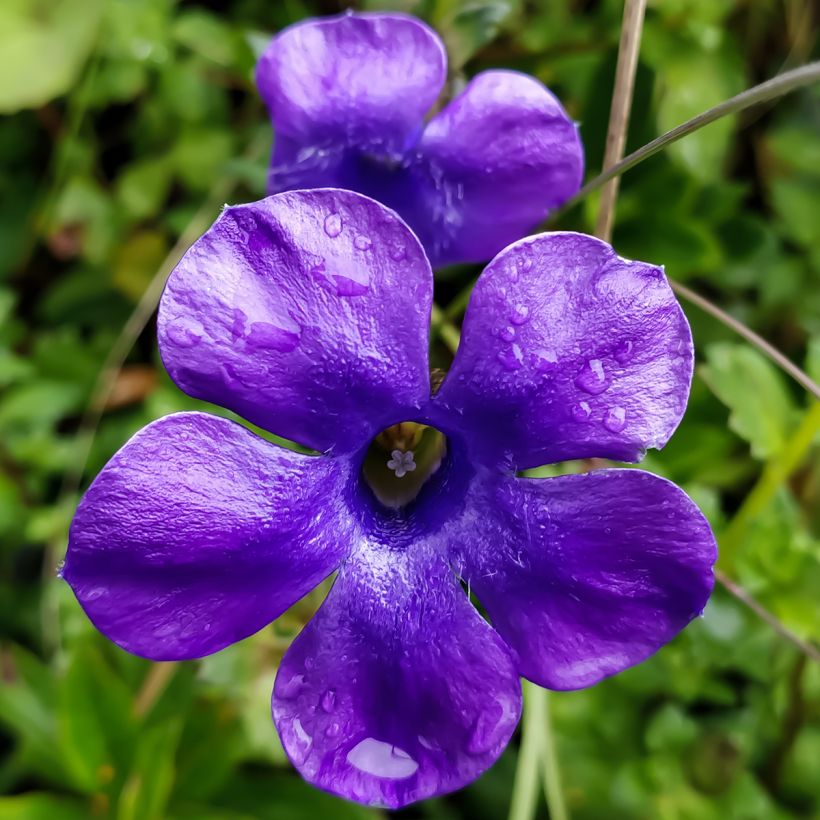 Cyananthus lobatus Giant Form (Flowering)
