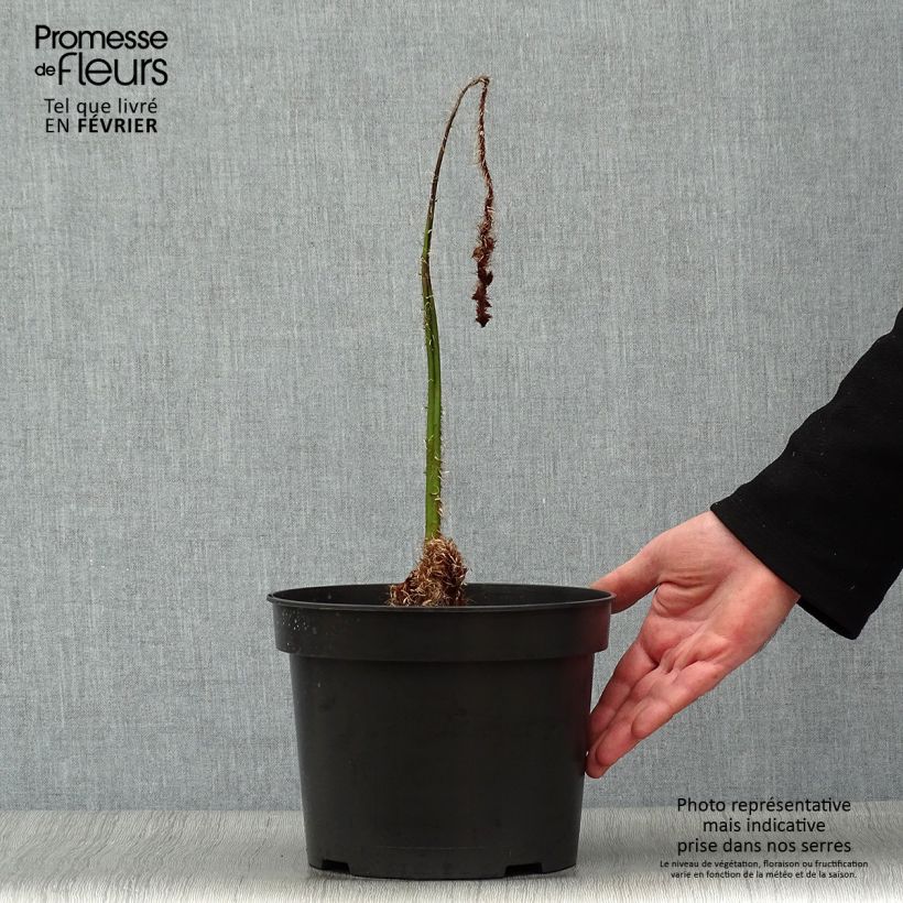 Spécimen de Cyathea australis - Fougère arborescente Pot de 2L/3L tel que livré en hiver