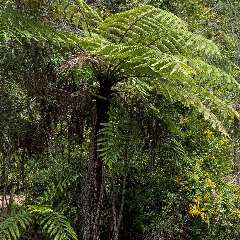 Cyathea lunulata - Fougère arborescente (Plant habit)