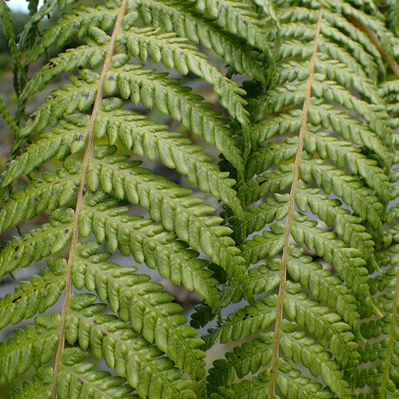 Cyathea medullaris - Fougère arborescente (Foliage)