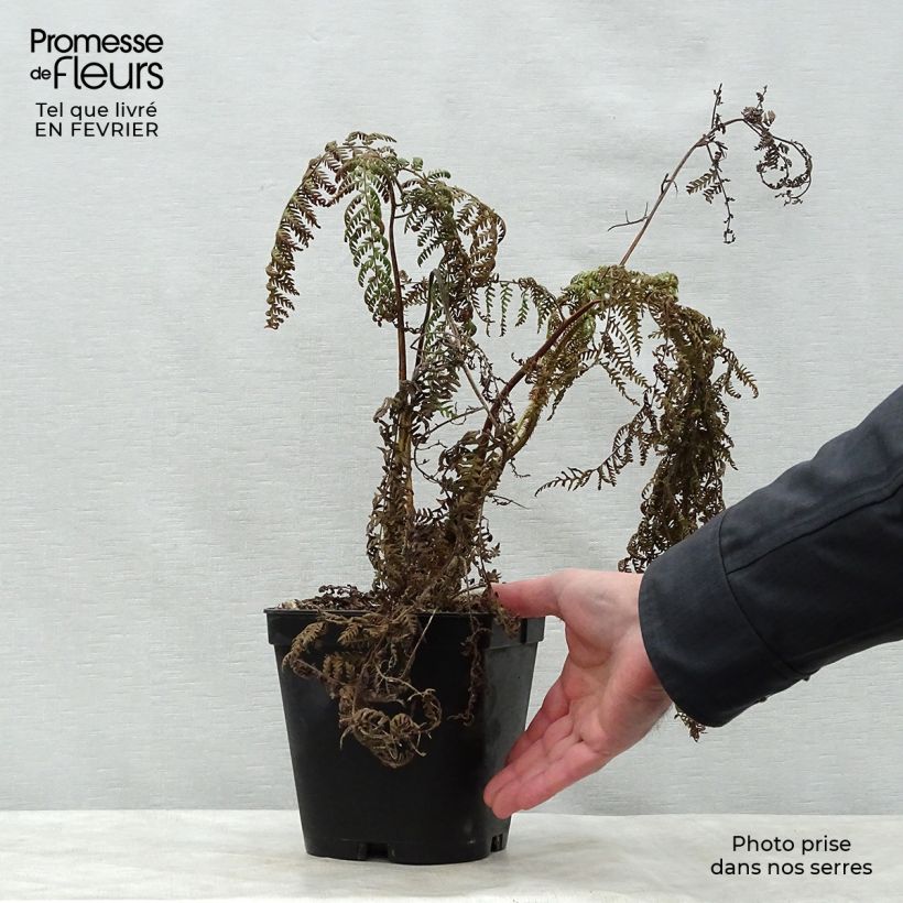 Example of Cyathea medullaris - Fougère arborescente Pot de 2L/3L as you get in hiver