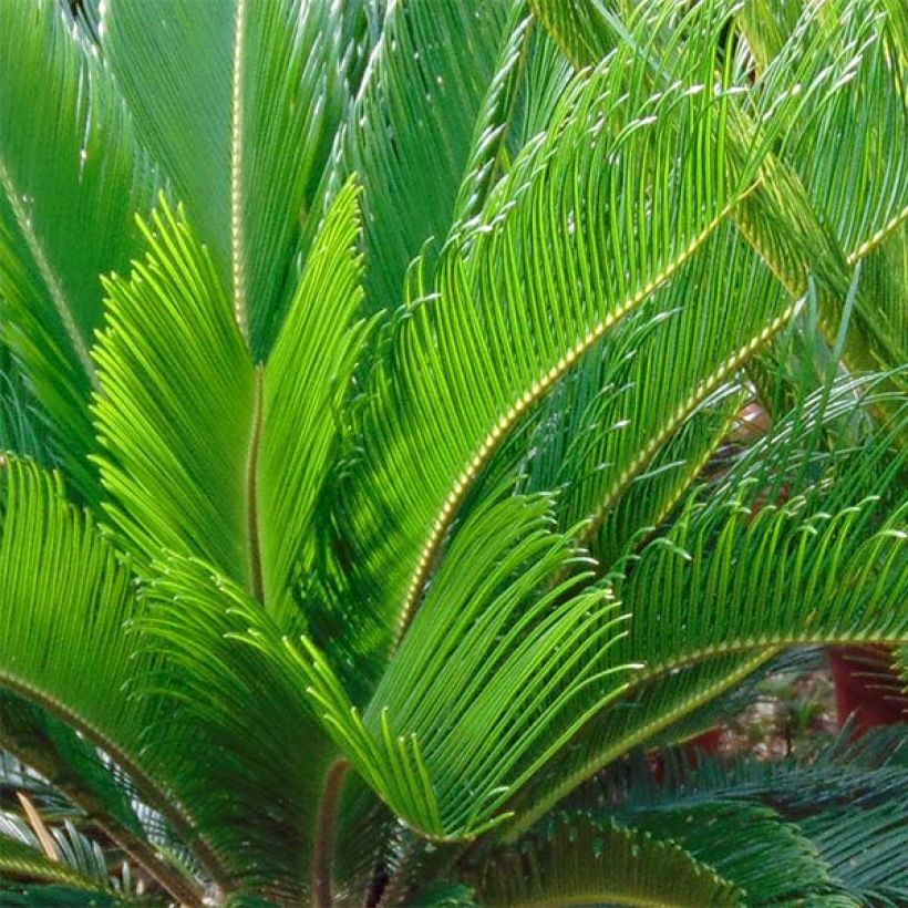 Cycas revoluta - Cycas du Japon (Foliage)