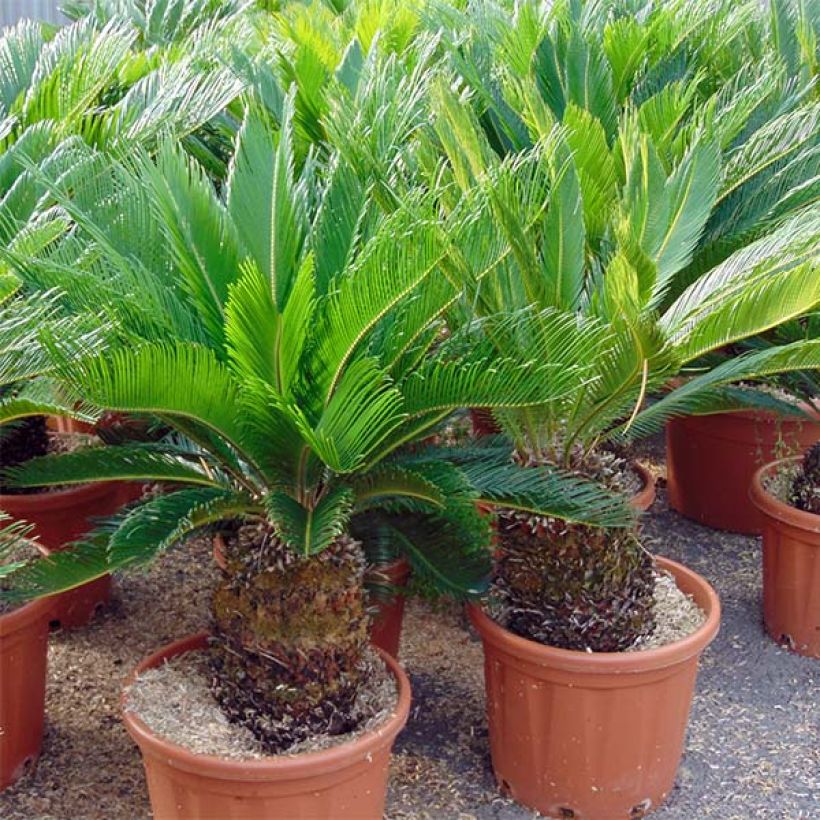 Cycas revoluta - Cycas du Japon (Plant habit)