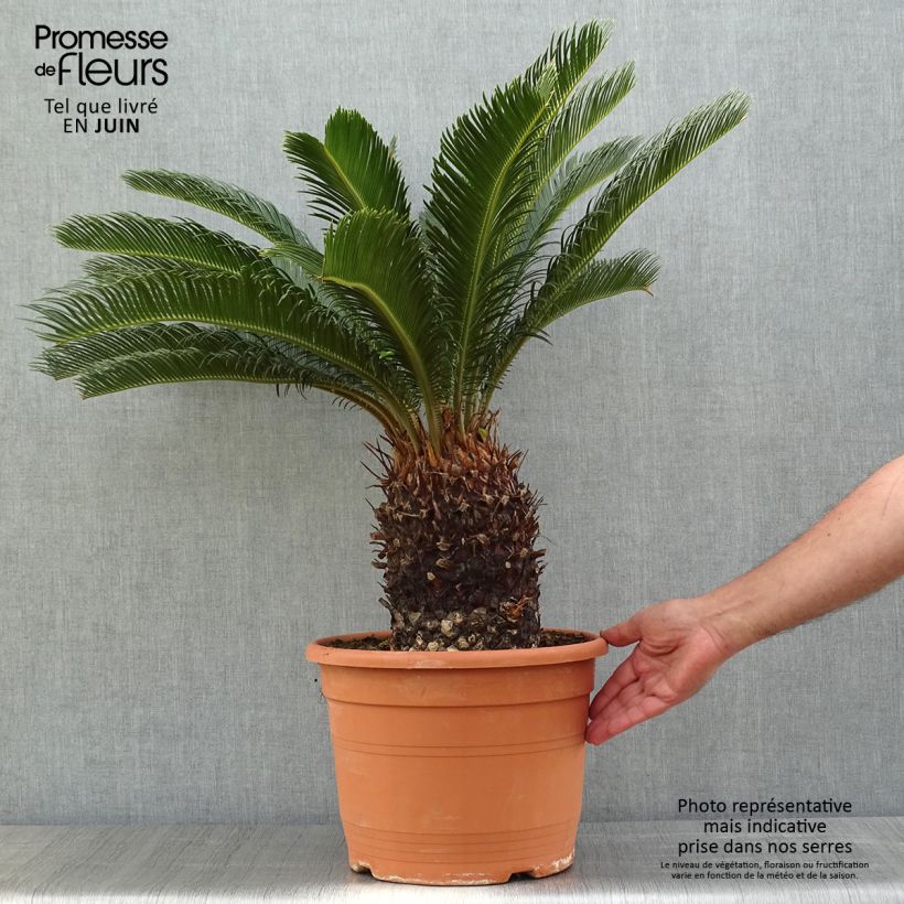 Example of Cycas revoluta - Cycas du Japon Pot de 7,5L/10L, Stipe de 10/15 cm as you get in printemps