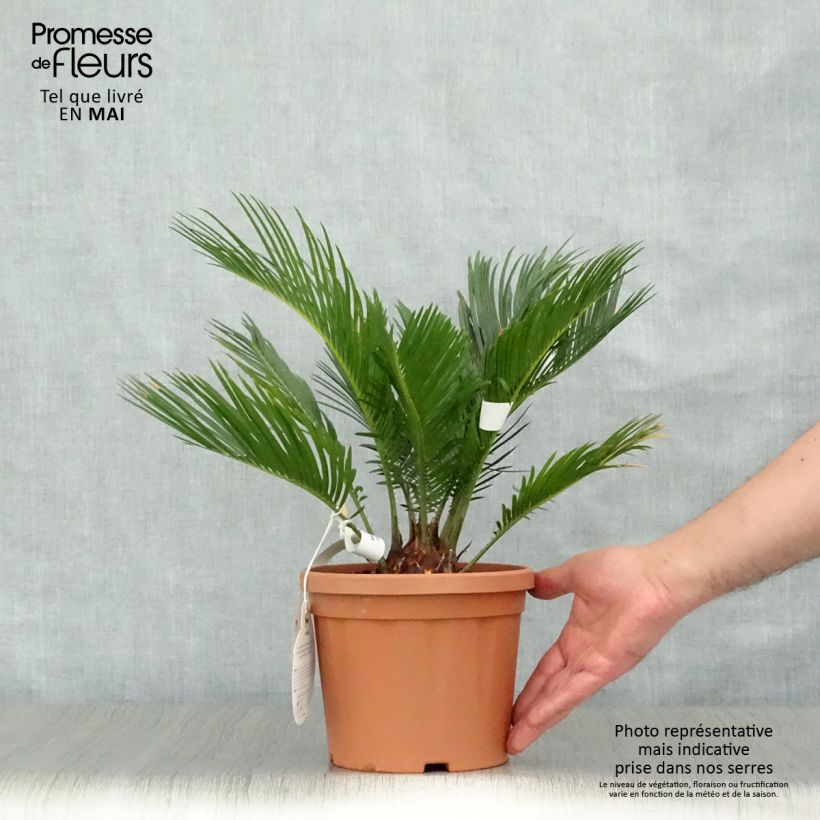 Example of Cycas revoluta - Cycas du Japon Pot de 2L/3L as you get in printemps