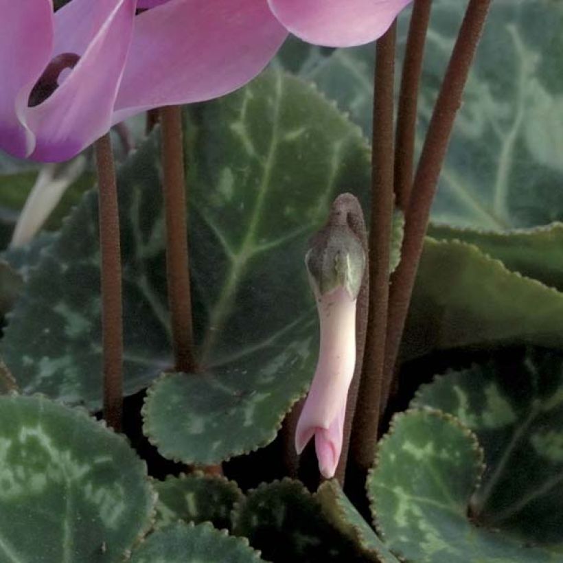 Cyclamen coum rose (Foliage)