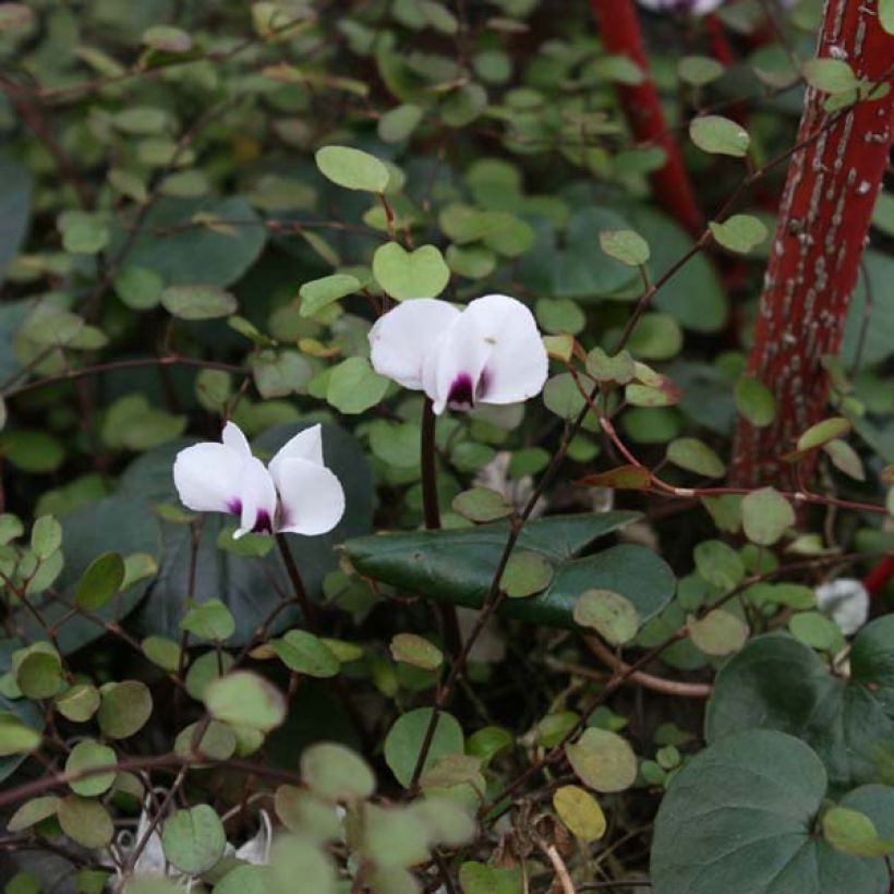 Cyclamen coum Blanc (Plant habit)