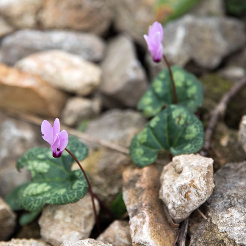 Cyclamen cilicium rose - Cyclamen de Cilicie (Plant habit)