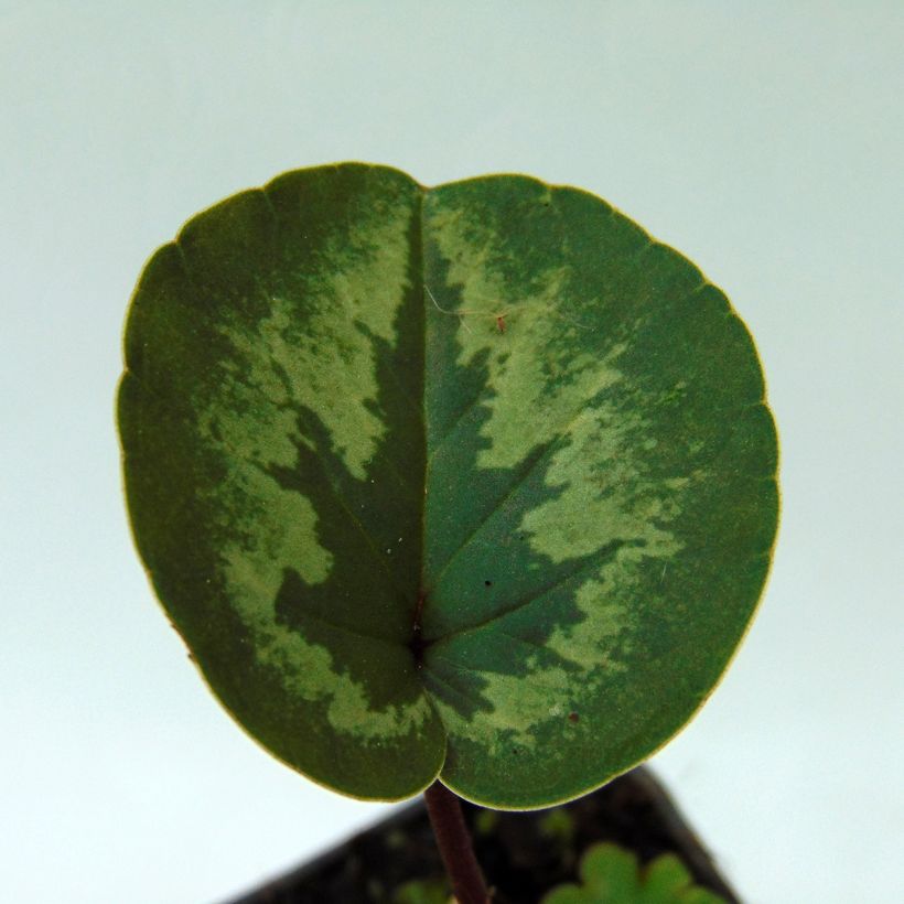 Cyclamen coum Rose en godet (Foliage)