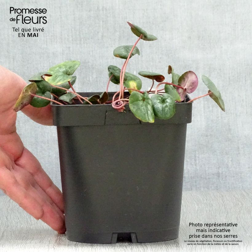 Example of Cyclamen coum Rose en godet Pot de 2L/3L as you get in printemps