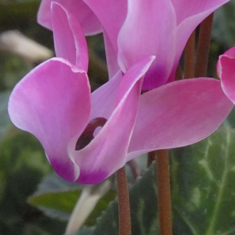 Cyclamen coum rose (Flowering)