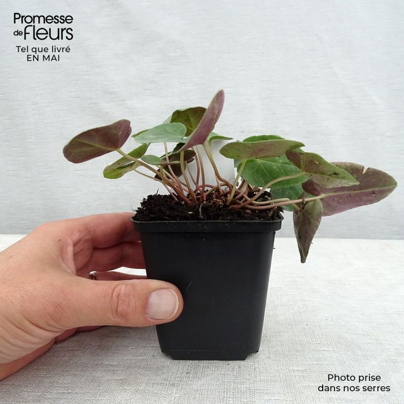 Example of Cyclamen de Naples blanc Godet de 7/8 cm as you get in printemps