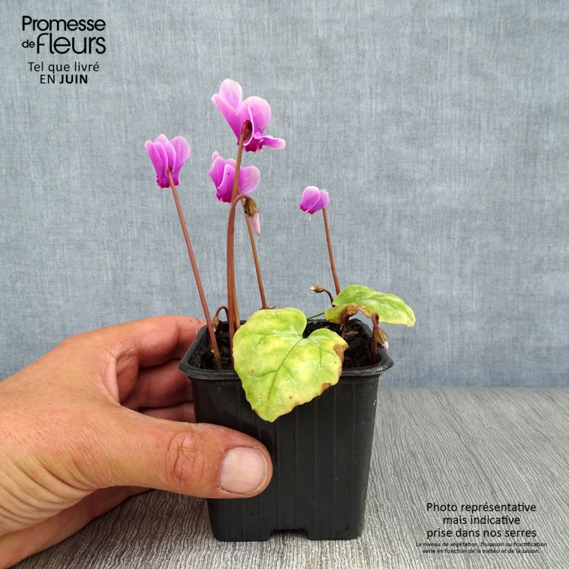 Spécimen de Cyclamen de Naples rose Godet de 7/8 cm tel que livré en été