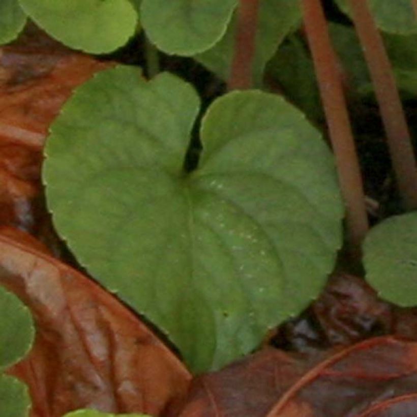 Cyclamen de Naples blanc (Foliage)