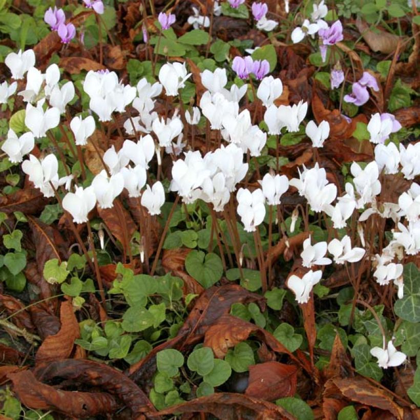 Cyclamen de Naples blanc (Plant habit)