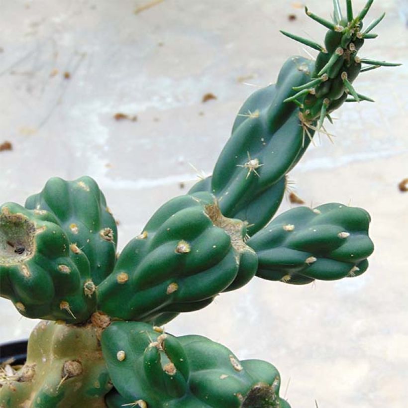 Cylindropuntia imbricata - Cactus rustique. (Foliage)