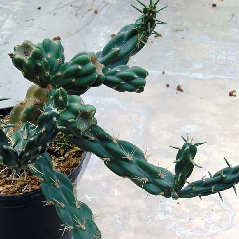 Cylindropuntia imbricata - Cactus rustique. (Plant habit)
