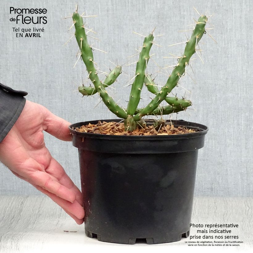 Example of Cylindropuntia imbricata - Cactus rustique. Pot de 4L/5L as you get in printemps