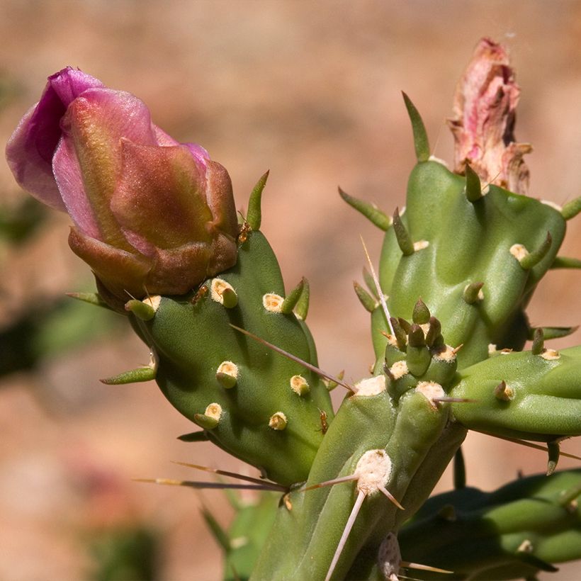 Cylindropuntia kleiniae - Opuntia ou oponce (Flowering)