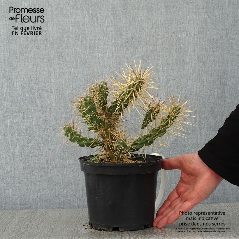 Example of Cylindropuntia tunicata - Cholla Pot de 4L/5L as you get in hiver