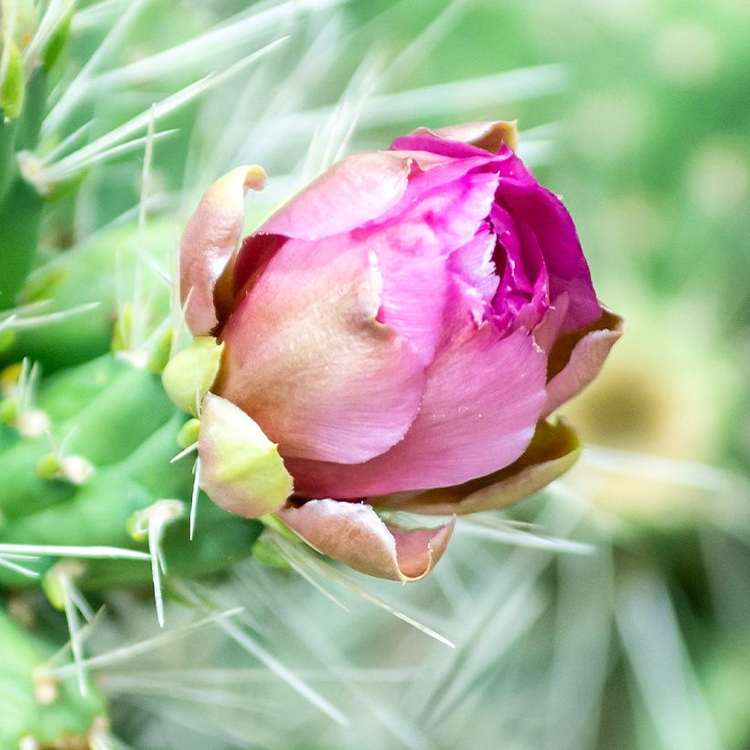Cylindropuntia tunicata - Cholla (Flowering)