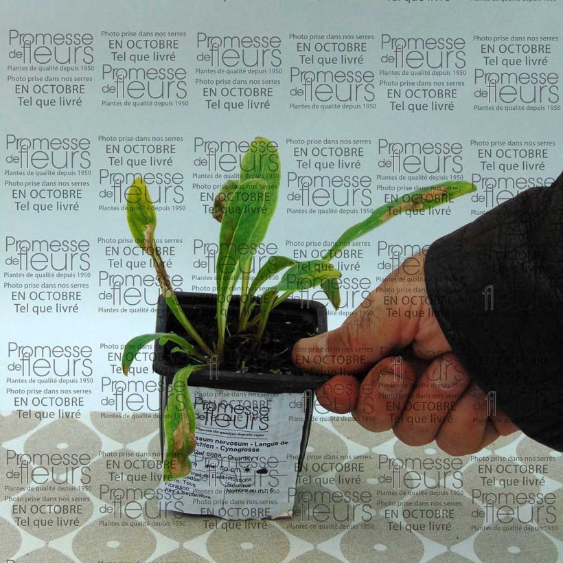 Exemple de spécimen de Cynoglossum nervosum - Langue de chien Godet de 8/9 cm tel que livré