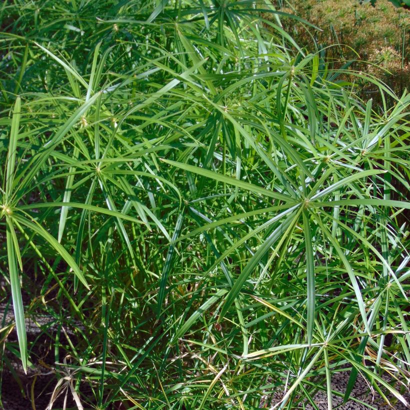 Cyperus alternifolius - Papyrus (Foliage)