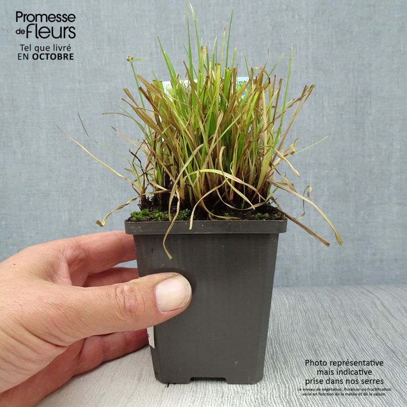 Spécimen de Cyperus alternifolius - Papyrus Godet de 8/9 cm tel que livré en automne