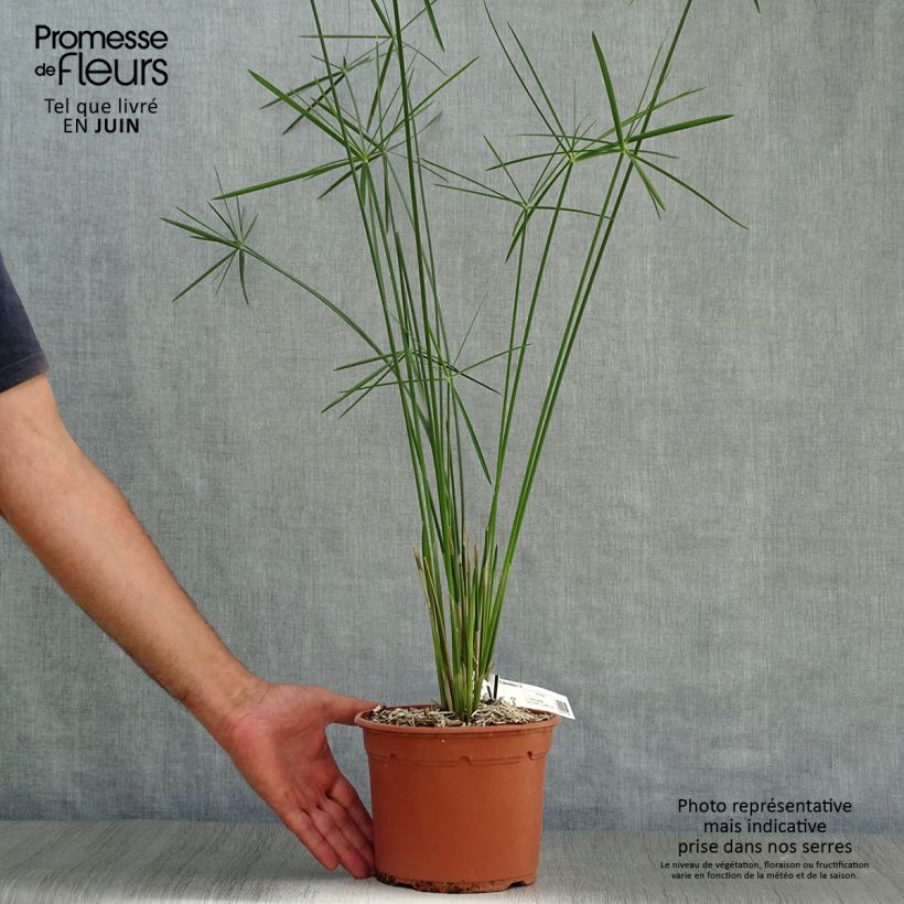 Spécimen de Cyperus alternifolius - Papyrus Pot de 2L/3L tel que livré en été